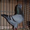 Modeneser Schietti blau m bronze Binden